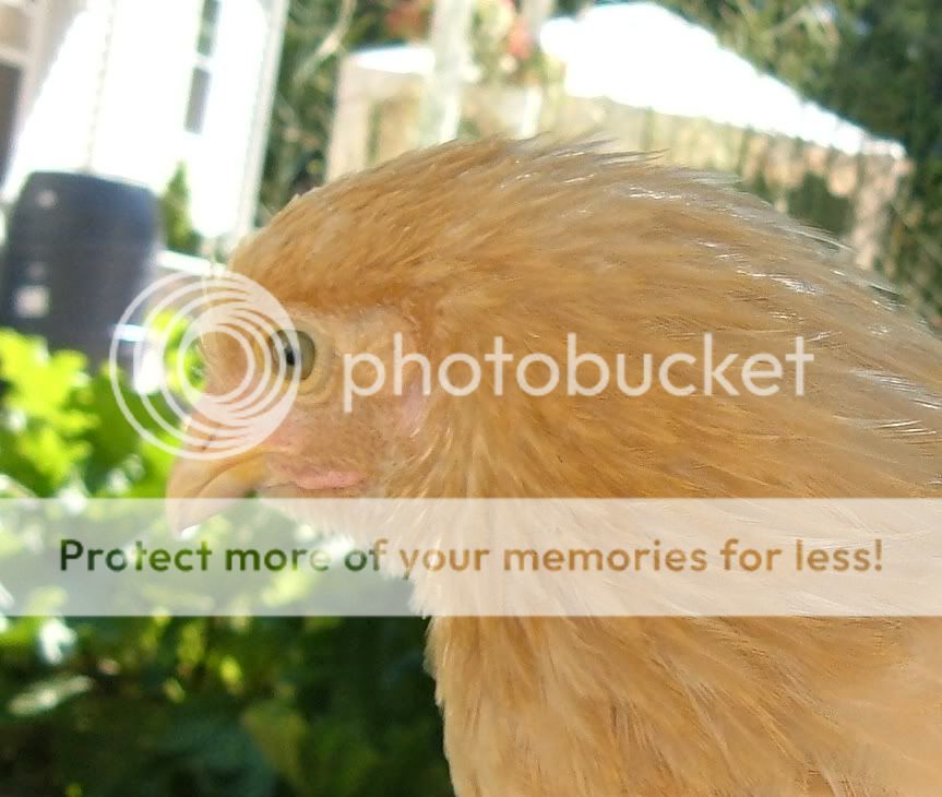 head_Closeup2.jpg