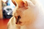 Is Lime Safe for Cat Kennels?