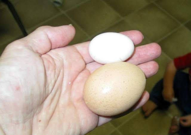 firstegg010.jpg