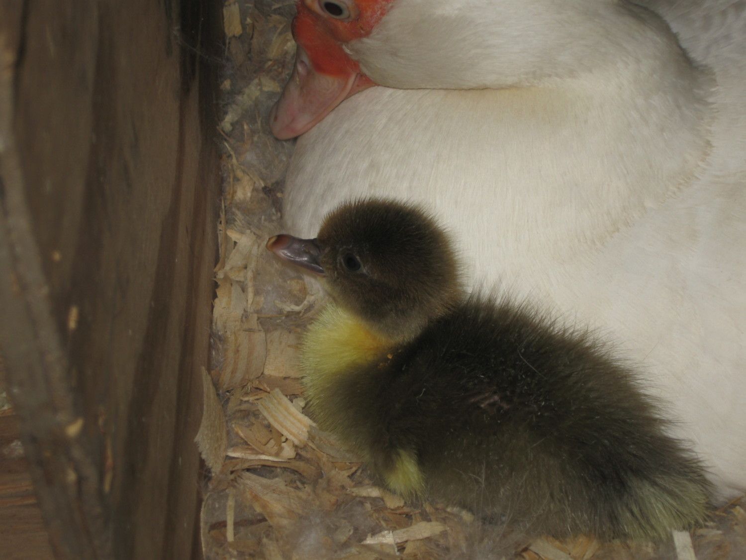 200x200px-ZC-86bb9be0_Ducklings6112012006.jpeg
