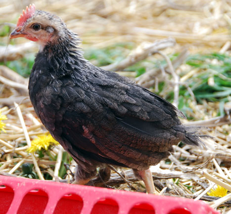leghorn41008b.jpg