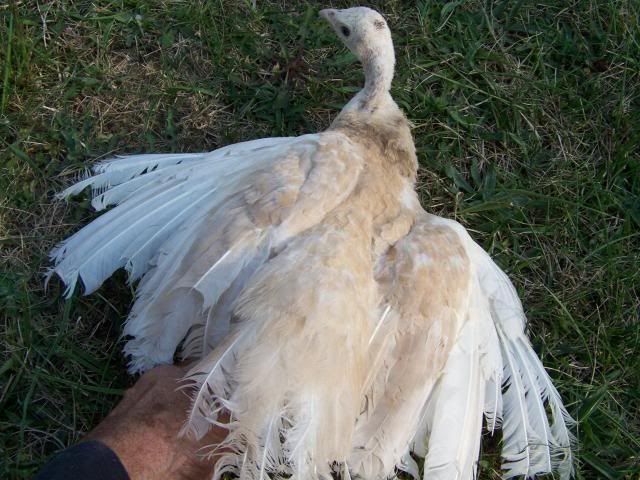 peachicks092.jpg