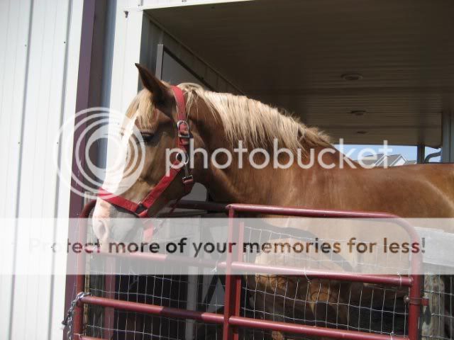 Chantilly_2.jpg