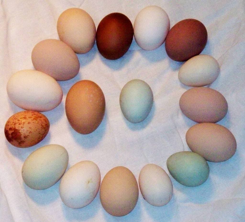 eggs.jpg