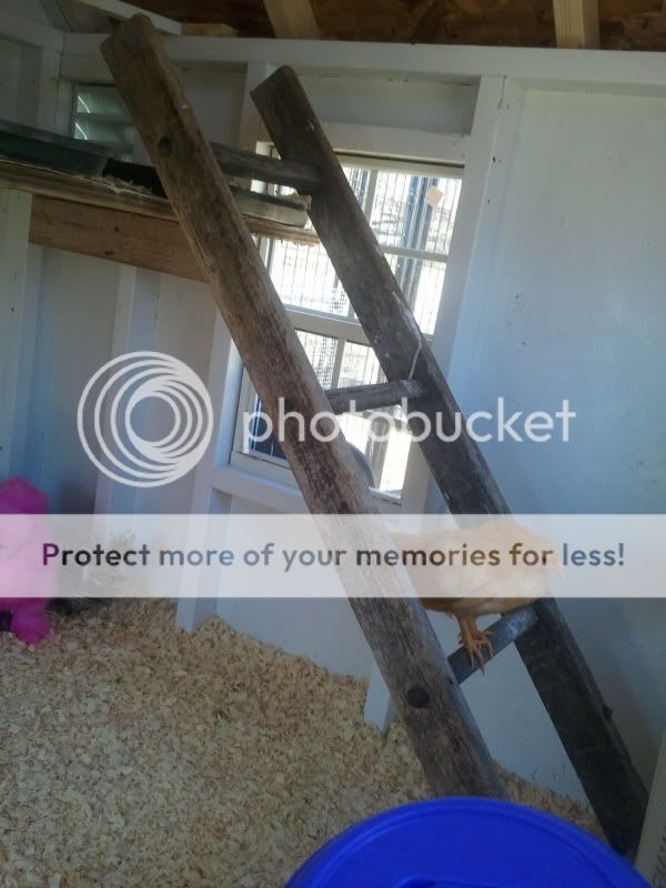 2011-03-13124203.jpg
