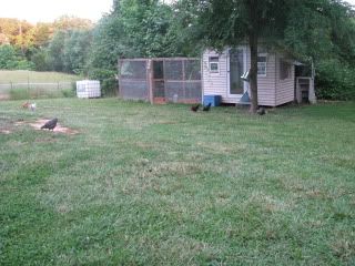 chickenfreeranging011.jpg