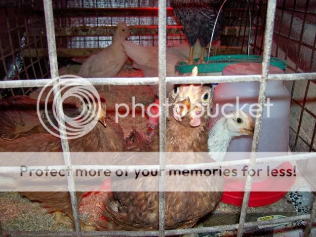 cockrel.jpg