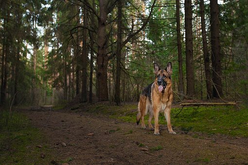 german-shepherd-1908576__340.jpg