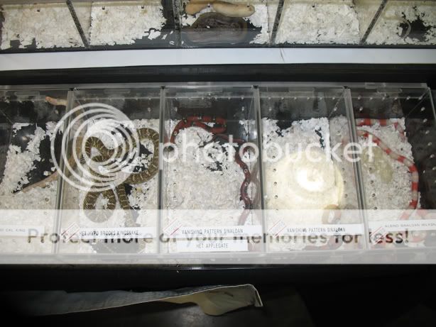 reptileshow009.jpg