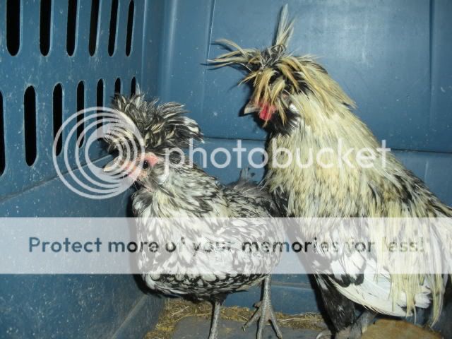 2009_0417chickens0015.jpg