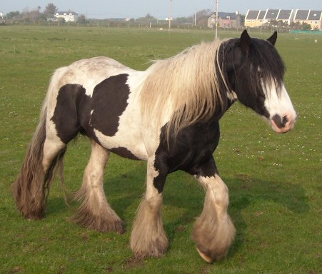Gypsy_vanner_01%2C_Castlegregory%2C_Dingle.JPG
