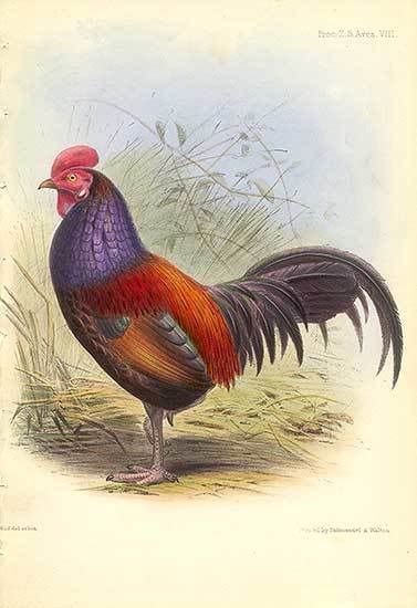violacea_Gould-1.jpg
