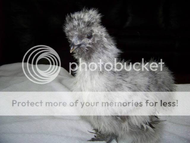 sgsilkies_020.jpg