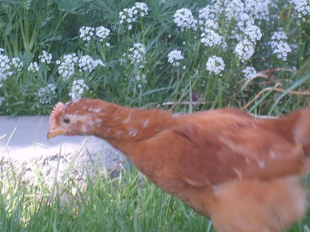 mayberooster2.jpg
