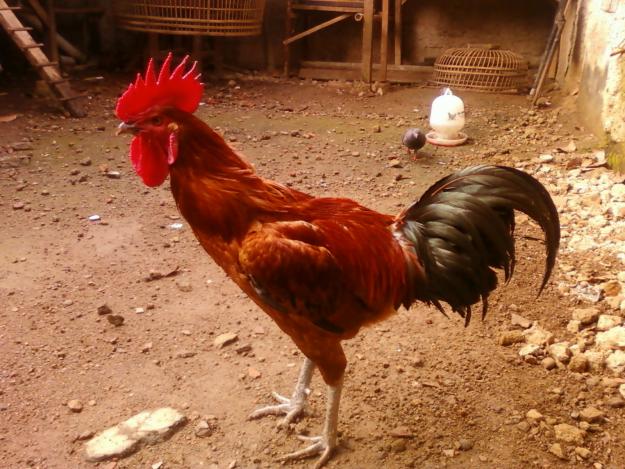 ayam%2Bpelung.jpg