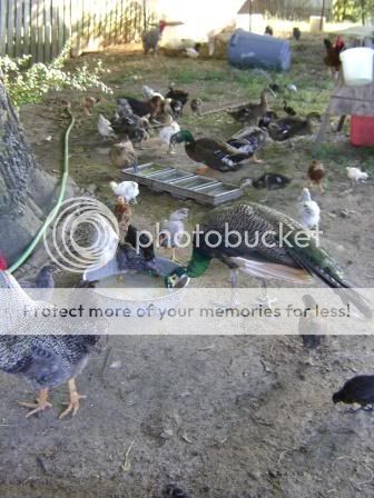 backyard1.jpg