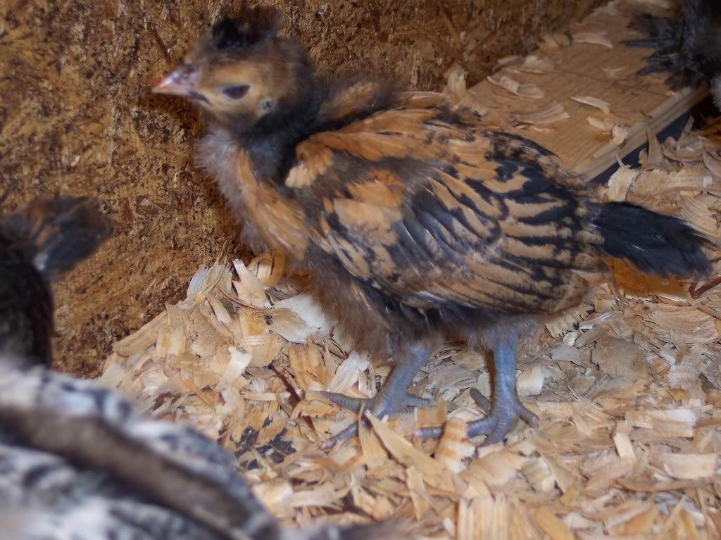 chicksmarch2008006.jpg