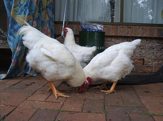 hens003.jpg