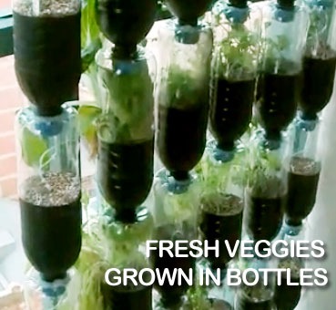 fresh_veggies_bottle_garden.jpg