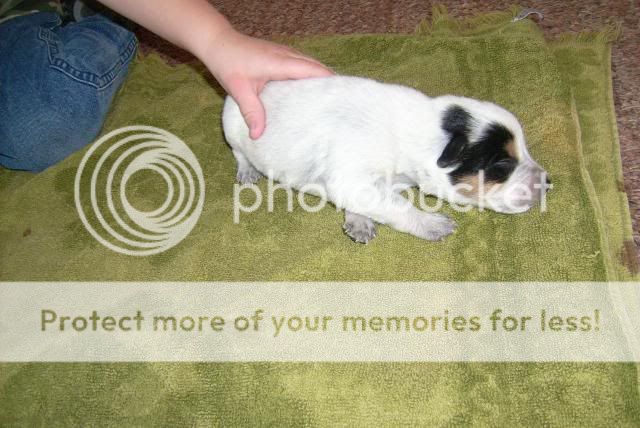 puppy1.jpg