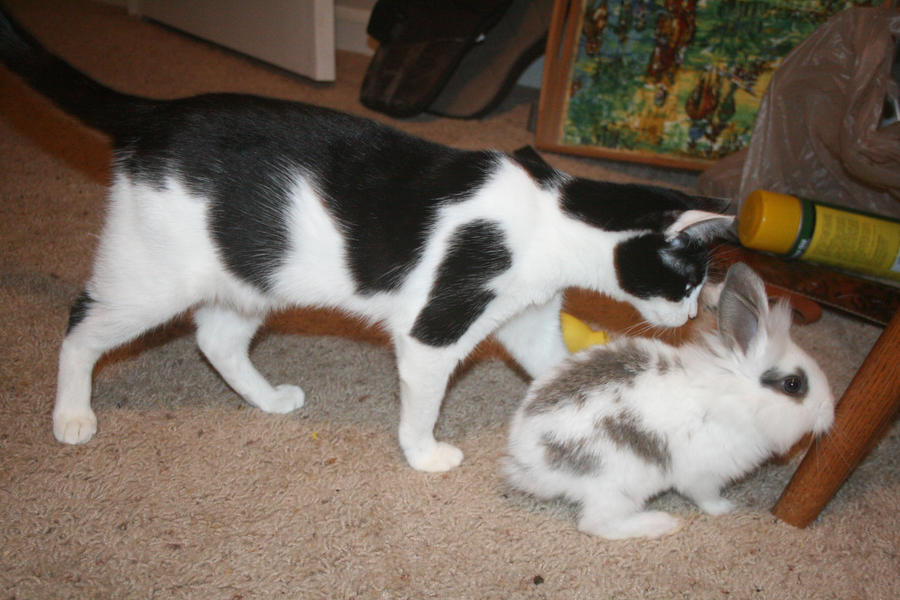 bunny_by_larkpash-d4g7fv4.jpg