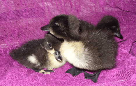 ScreenHunter_48May011446.gif