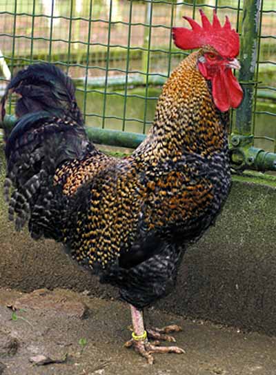 ID_317_chicken_aarschots%20hoen_sle.jpg