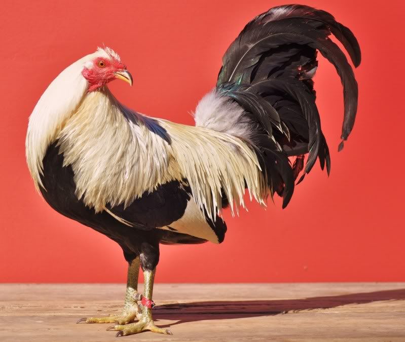 greygamefowl061.jpg