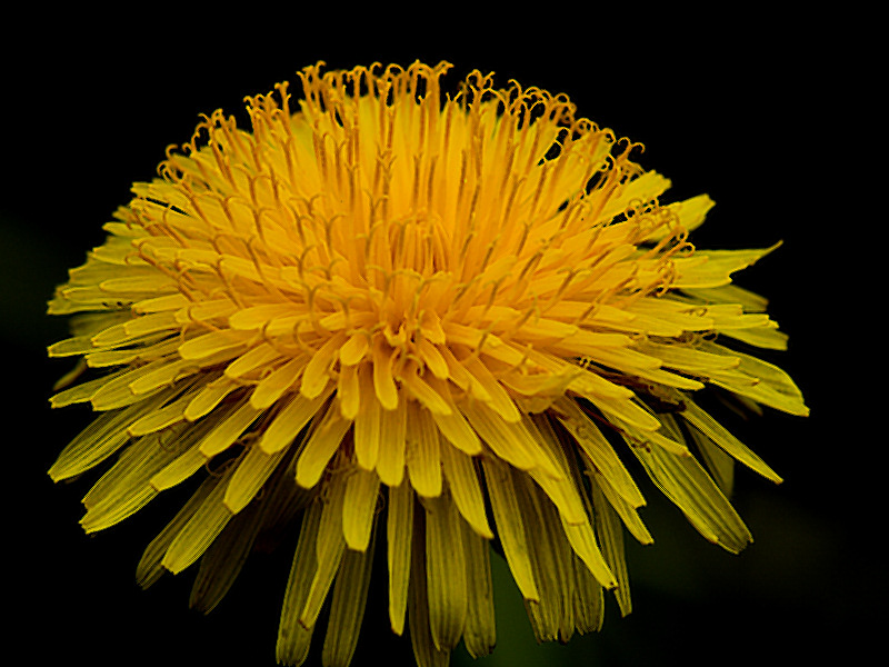 96930400.xNoquDyT.Dandelion_E5092589_05092008001a.jpg