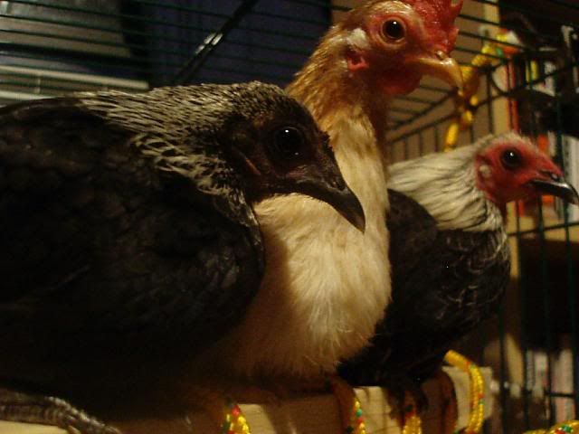 P1170055.jpg