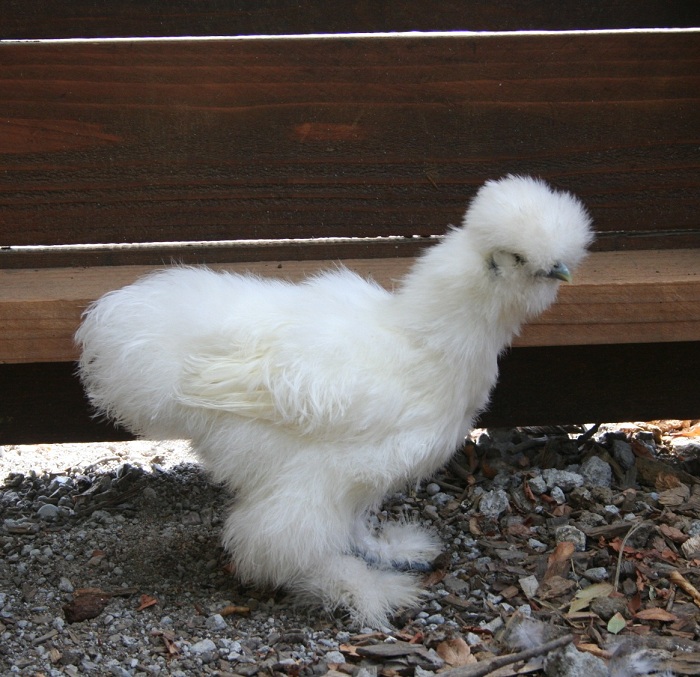 silkie_runt_16week02.jpg