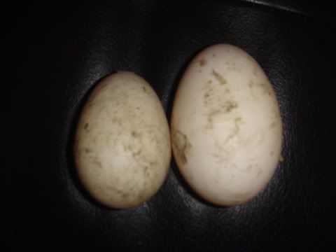 doubleyolk.jpg