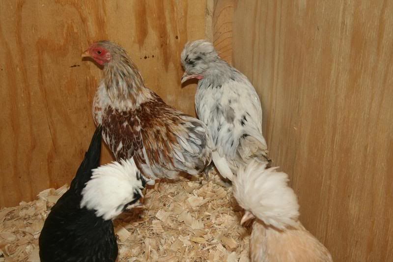 Chicken2-1.jpg