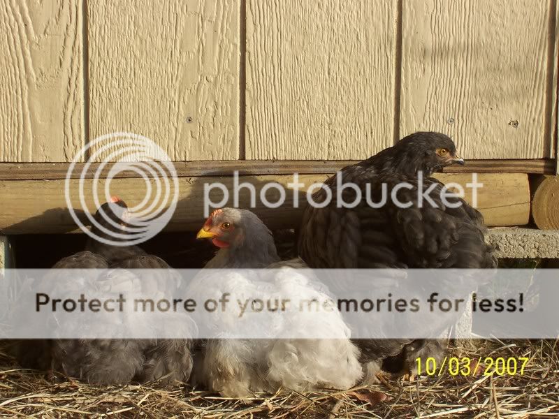 chickens151.jpg