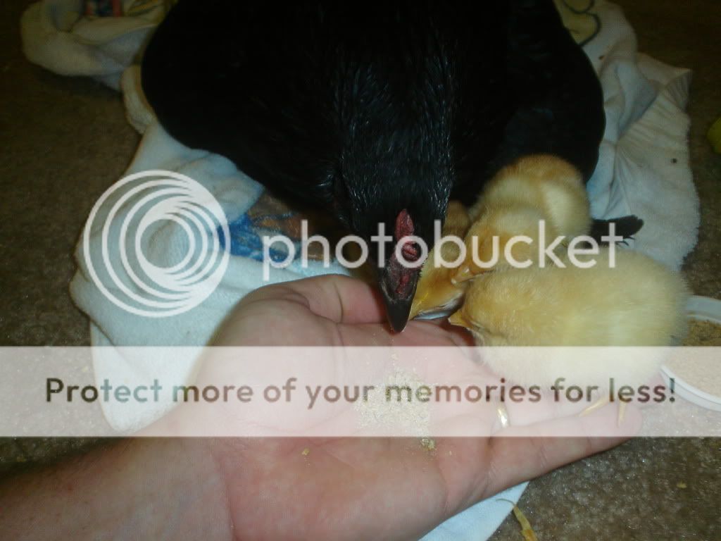 Kidswithchickens004-1.jpg