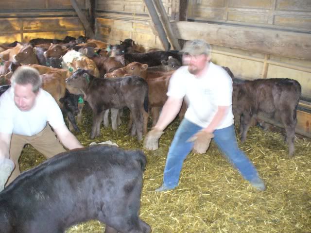 workingcalves3.jpg