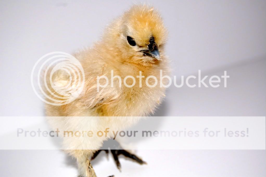 AbrielsChick-Day54-1.jpg