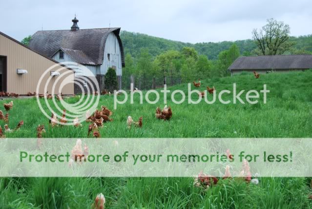 Hens039.jpg