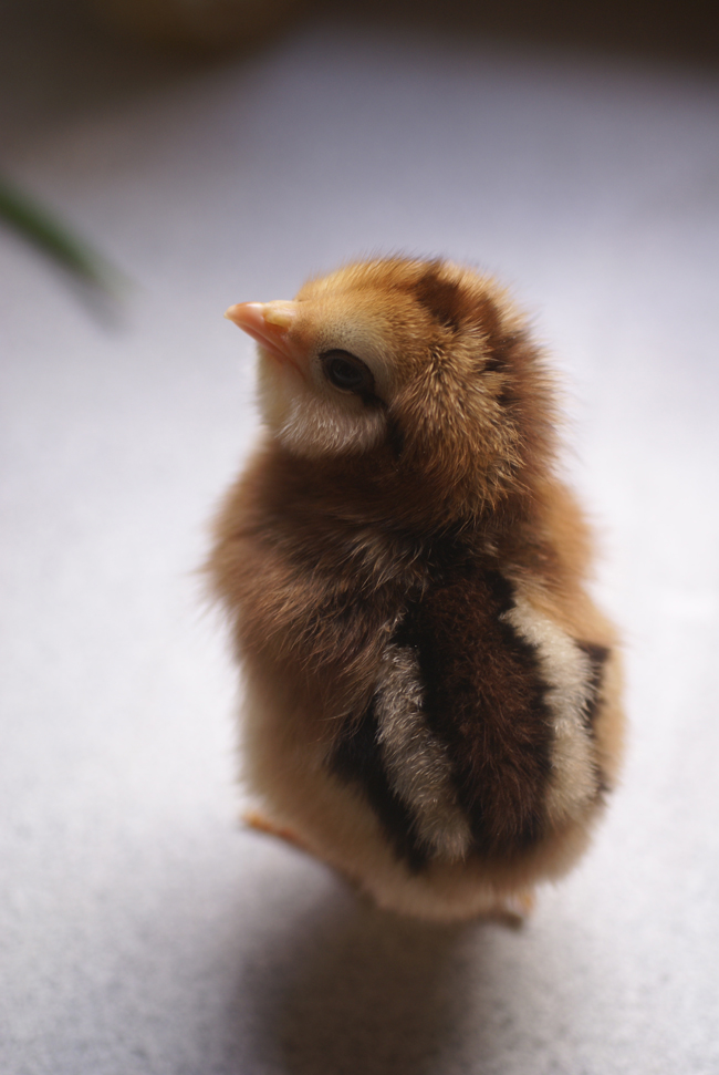chick15.jpg