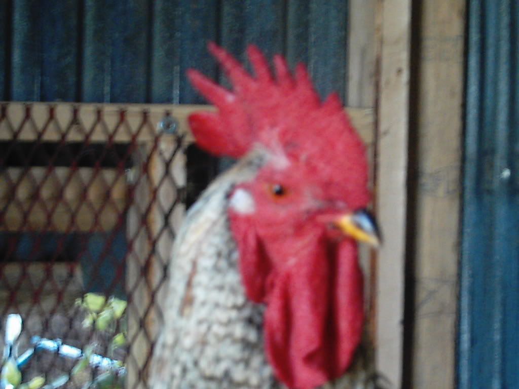 animals053.jpg
