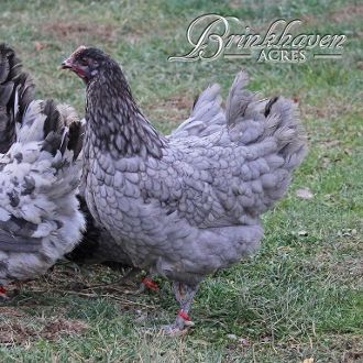 31a970f06bab6332271d38de0289f325--olives-chicken-breeds.jpg