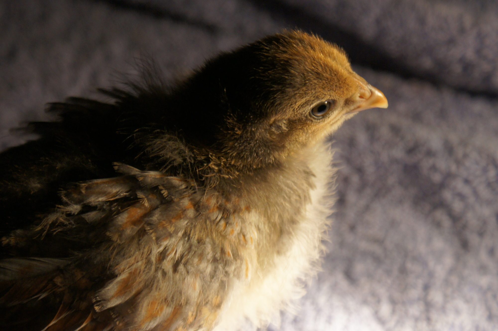 600x399px-LL-184a825c_chicken682.jpeg