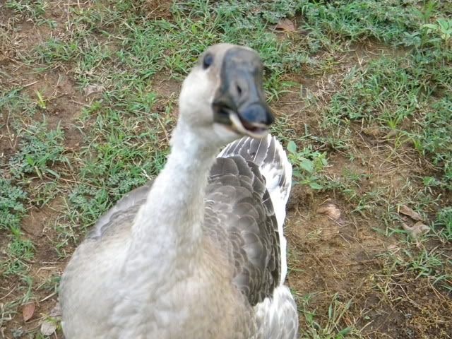 DSCN0553.jpg