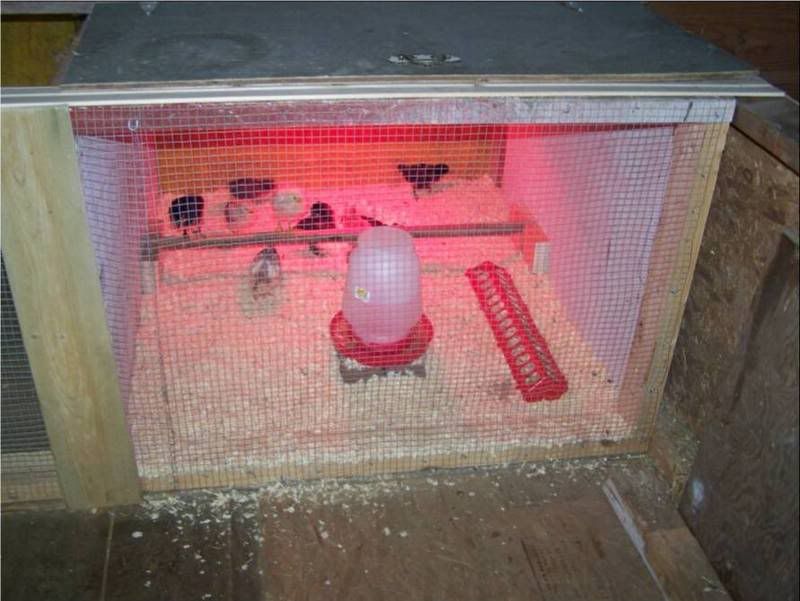 brooder6.jpg