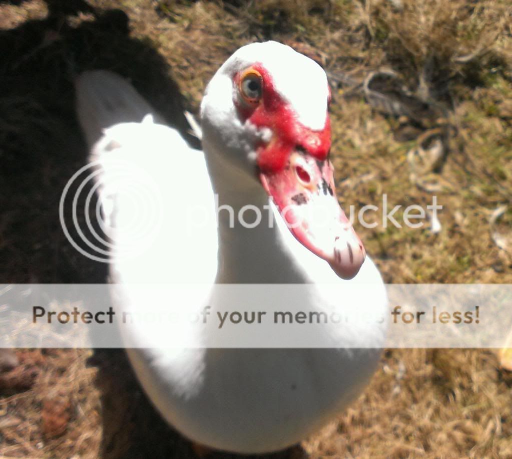 IMAG5012_1_zps6d806be4.jpg