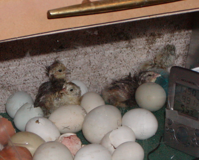 P2200123_400.jpg