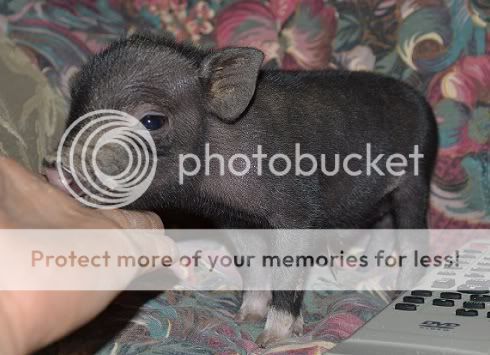 Blackfrontsockboar2.jpg