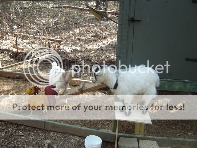 BothGoats.jpg