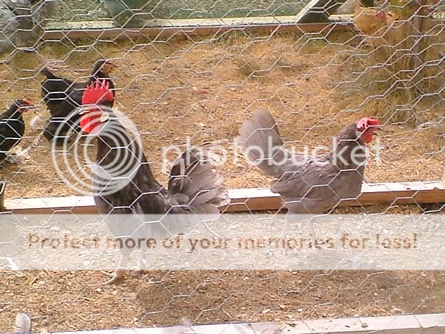 DSCF4949.jpg