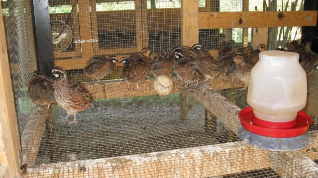 Quail9-1-11005.jpg